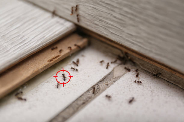Wildlife Control Services in Wauchula, FL