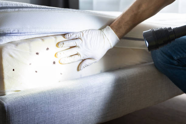 Best Bed Bug Extermination  in Wauchula, FL