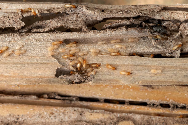Best Termite Control Services  in Wauchula, FL